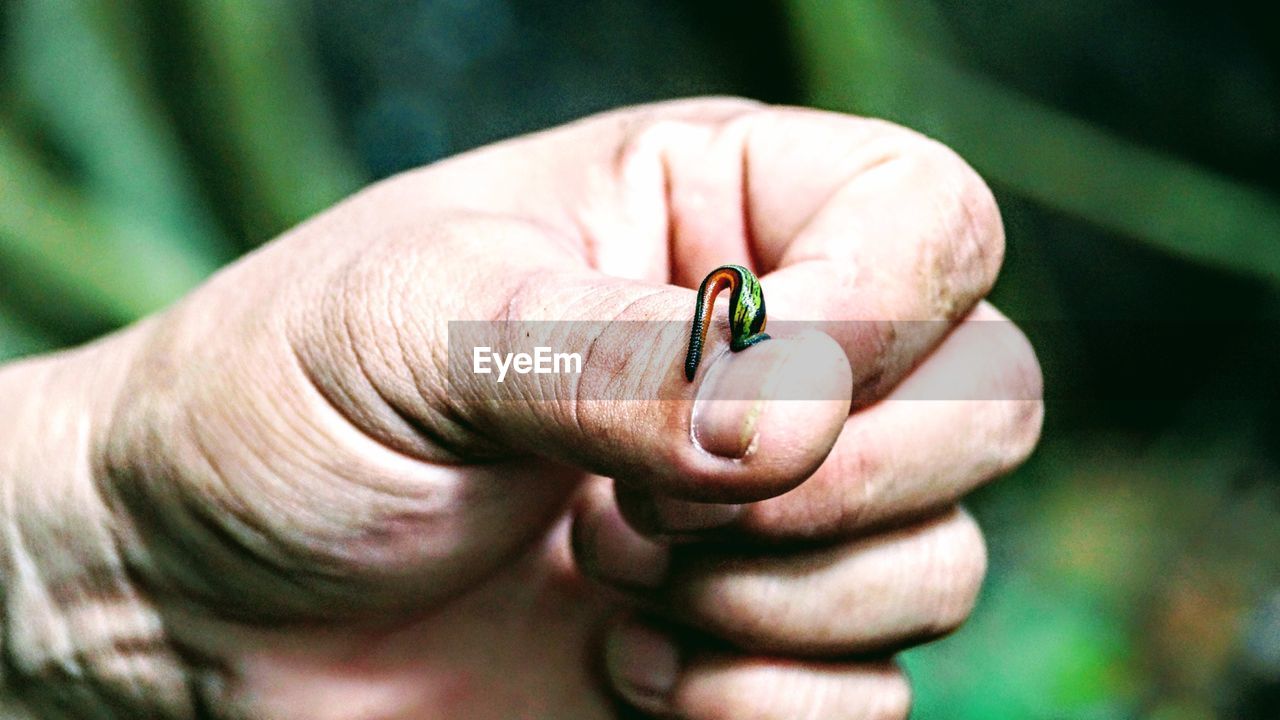 Close-up of leech on hand