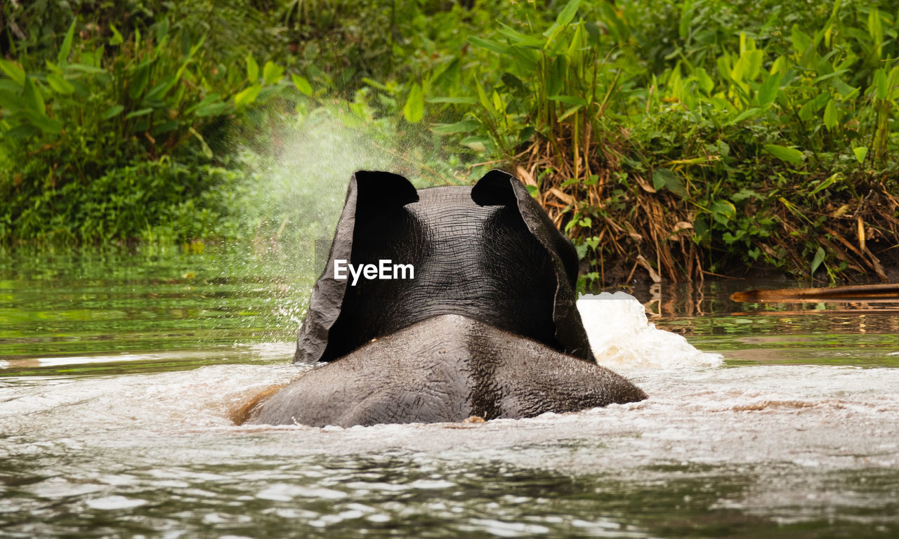 African forest elephant swimming in the stream in gabon