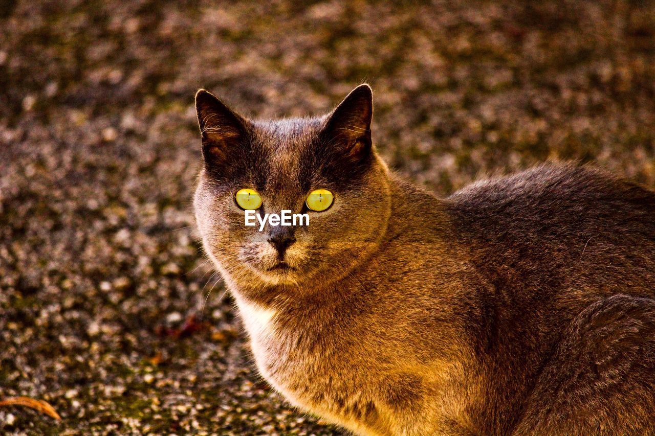 CLOSE-UP PORTRAIT OF CAT ON ROCK