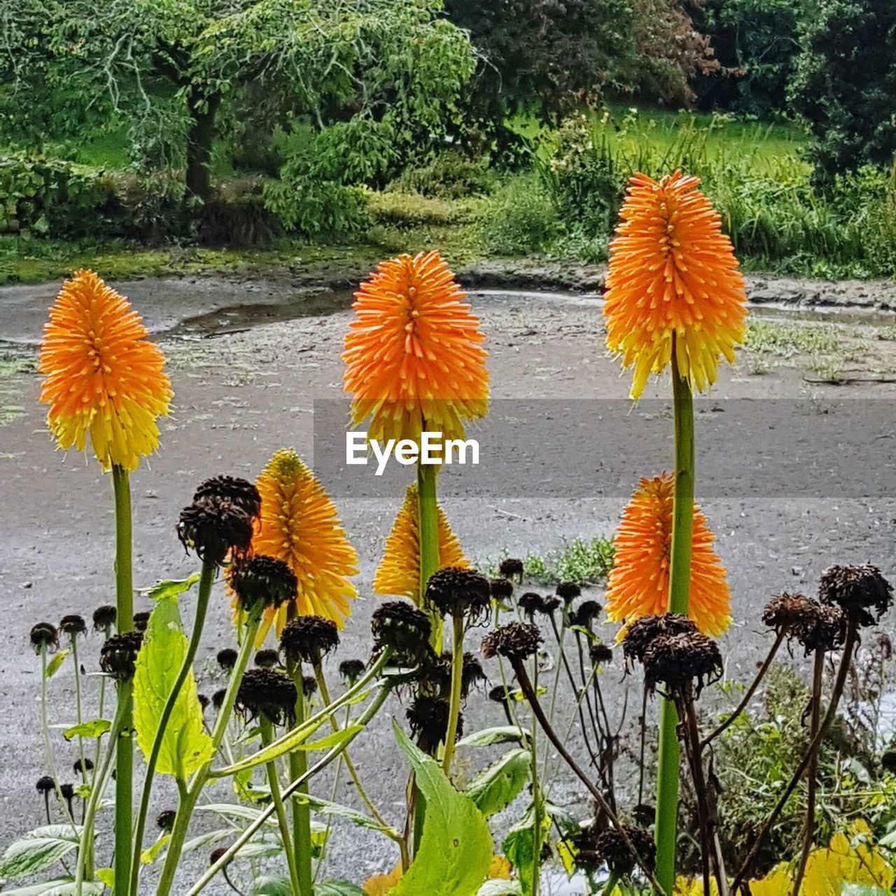 CLOSE-UP OF PINK FLOWERS BLOOMING IN PARK
