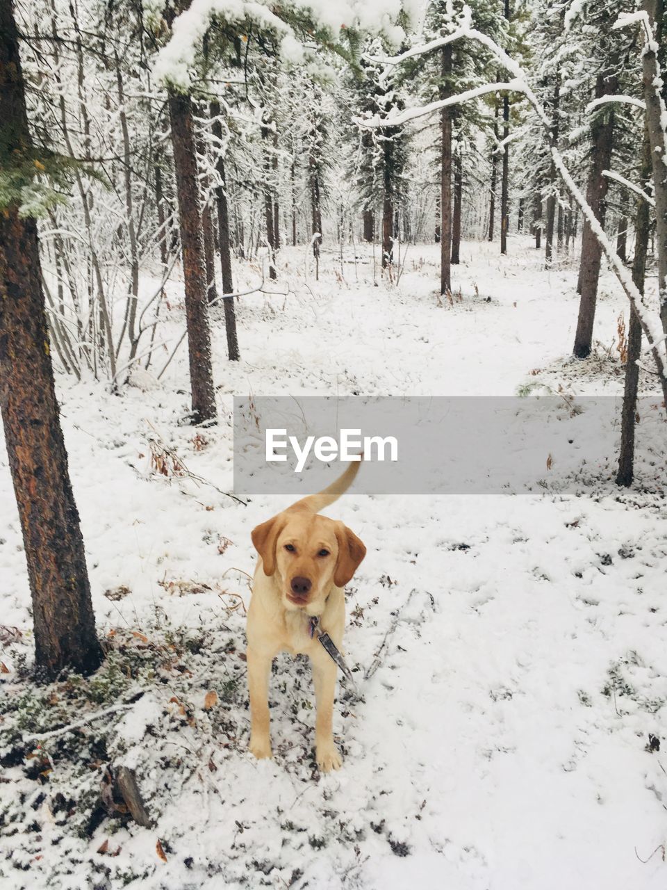 DOG ON SNOWY FIELD