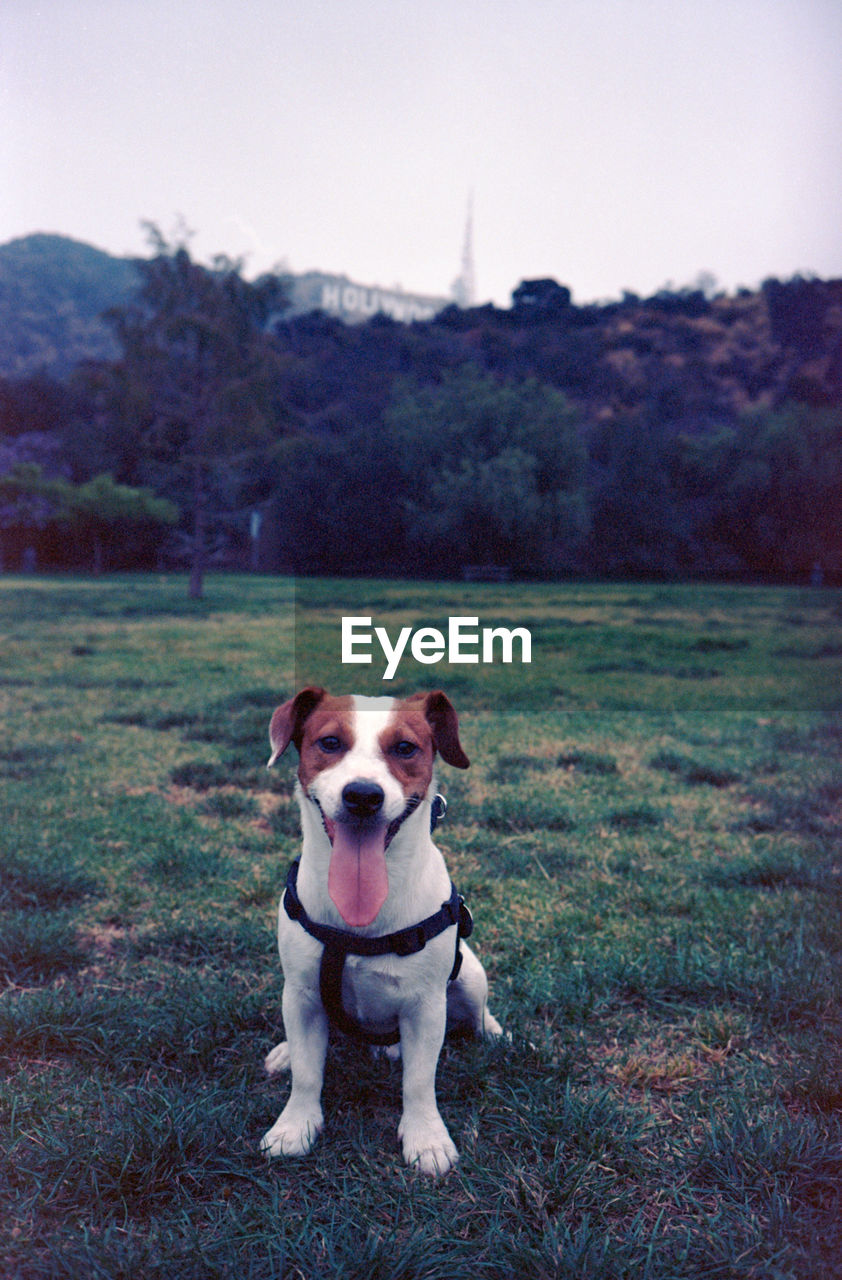 Portrait of dog sticking out tongue on field