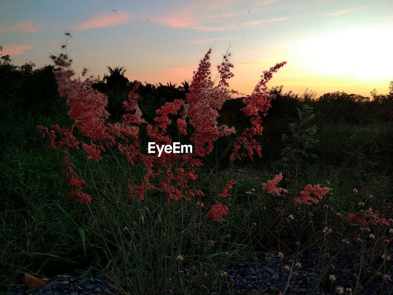 FLOWERING PLANTS ON FIELD DURING SUNSET