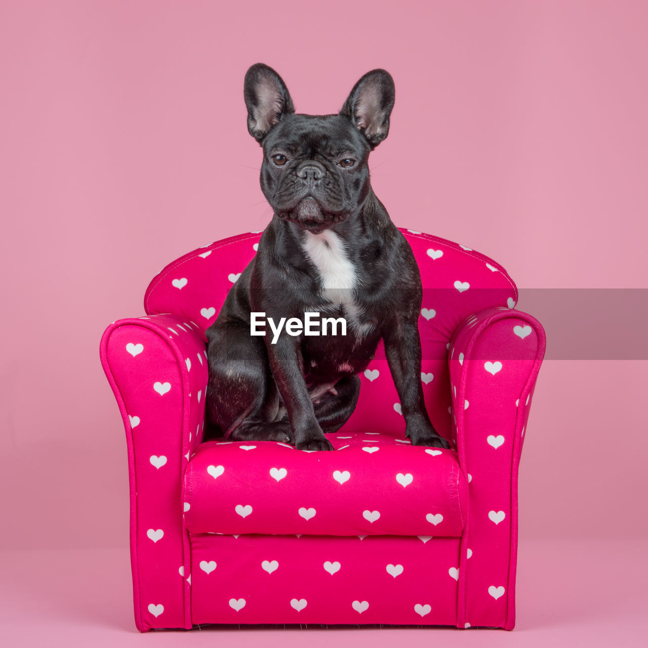 PORTRAIT OF A DOG SITTING ON PINK SEAT