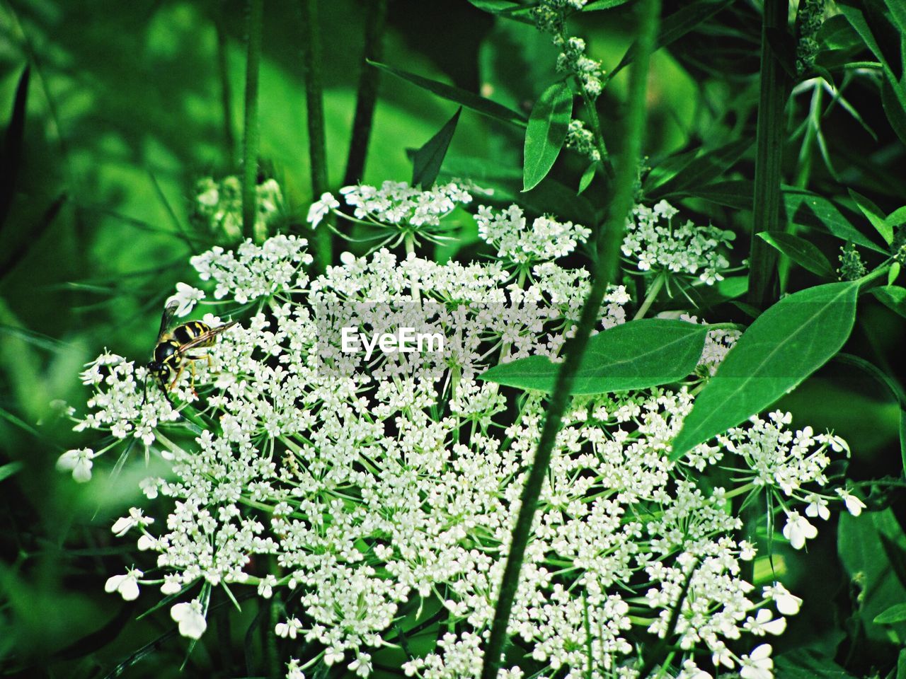 Bee on white tiny flowers