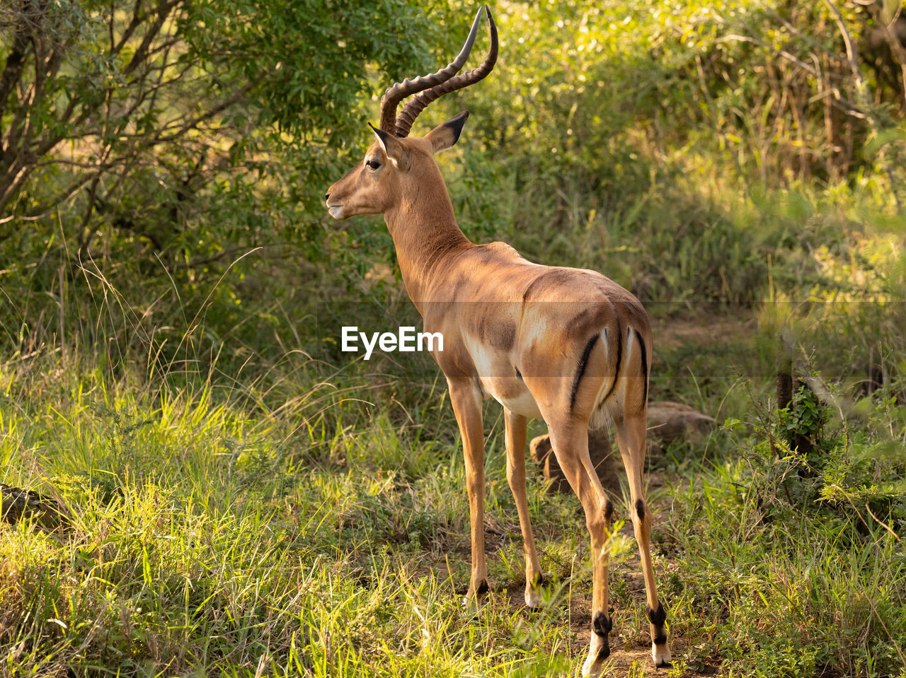 Impala in the nature reserve hluhluwe national park south africa