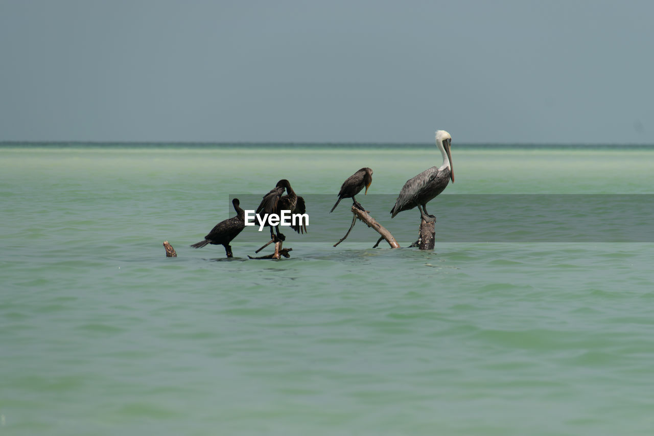 View of birds in sea against sky