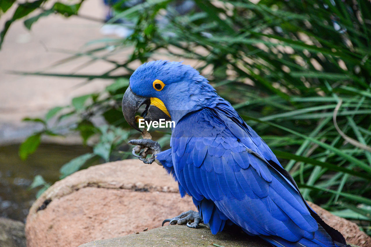 CLOSE-UP OF PARROT PERCHING ON ROCK