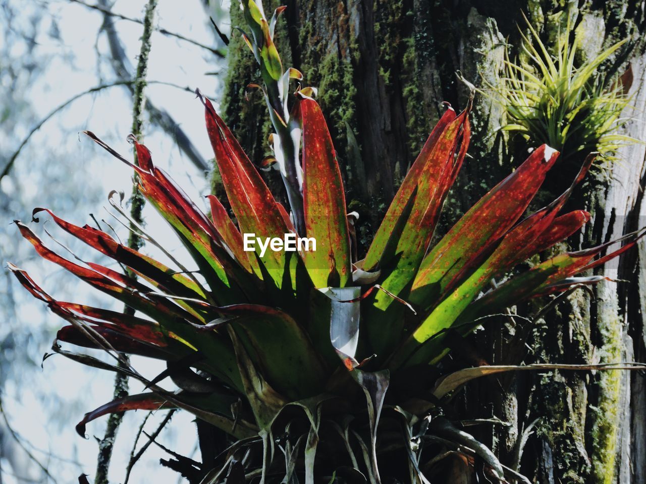 CLOSE-UP OF FLOWER TREE