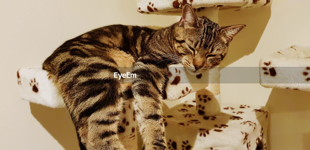 CLOSE-UP OF CAT WITH BLANKET