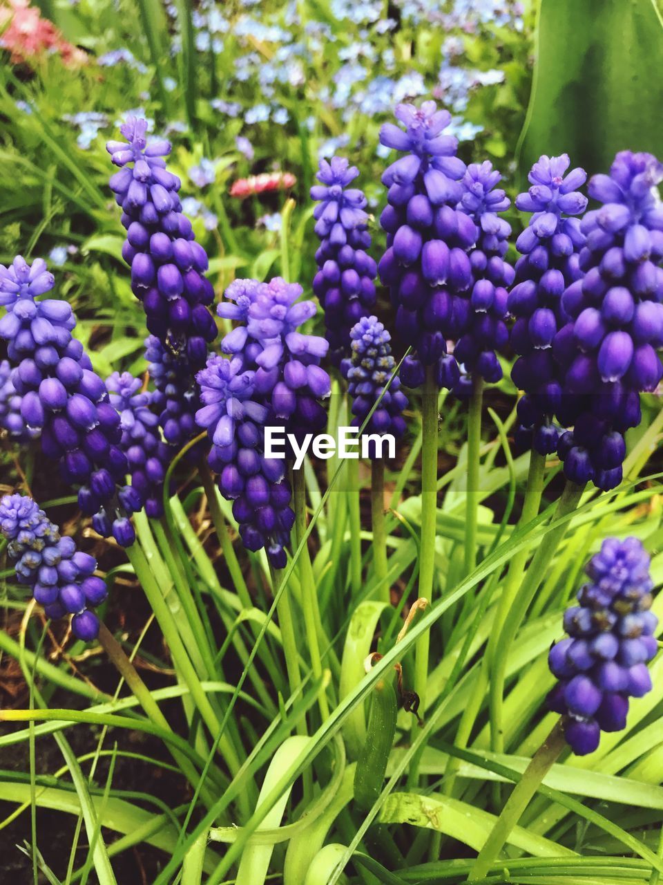 CLOSE-UP OF PURPLE FLOWERS BLOOMING