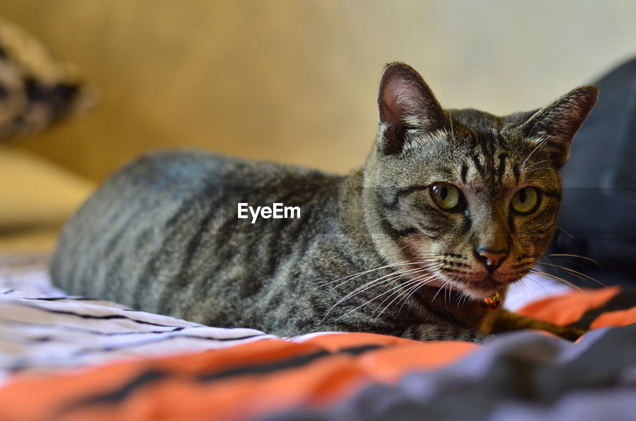 CLOSE-UP OF A CAT RESTING ON BED