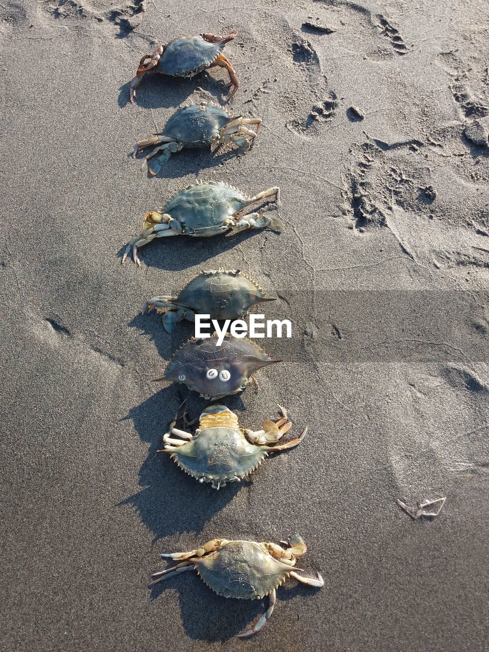 HIGH ANGLE VIEW OF FISHES IN SEA