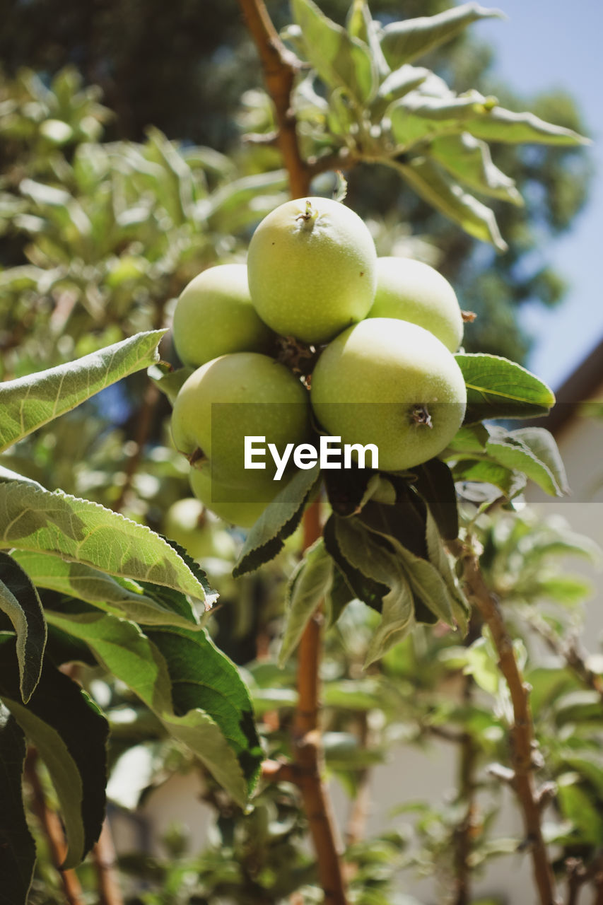 CLOSE-UP OF FRUITS ON TREE