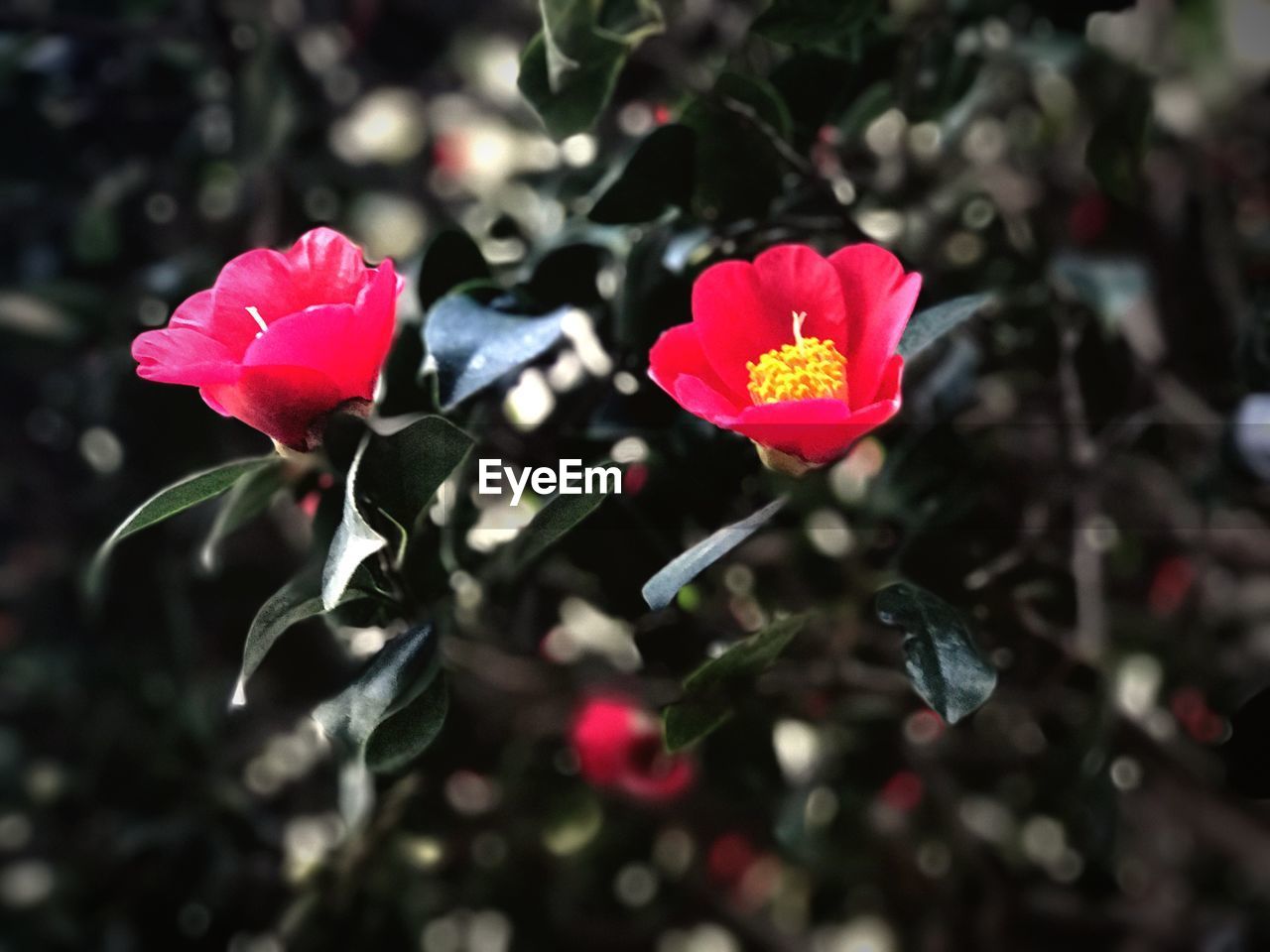 CLOSE-UP OF RED FLOWER