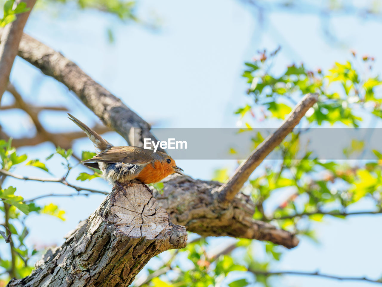 Low angle view of female robin perching on branch against sky