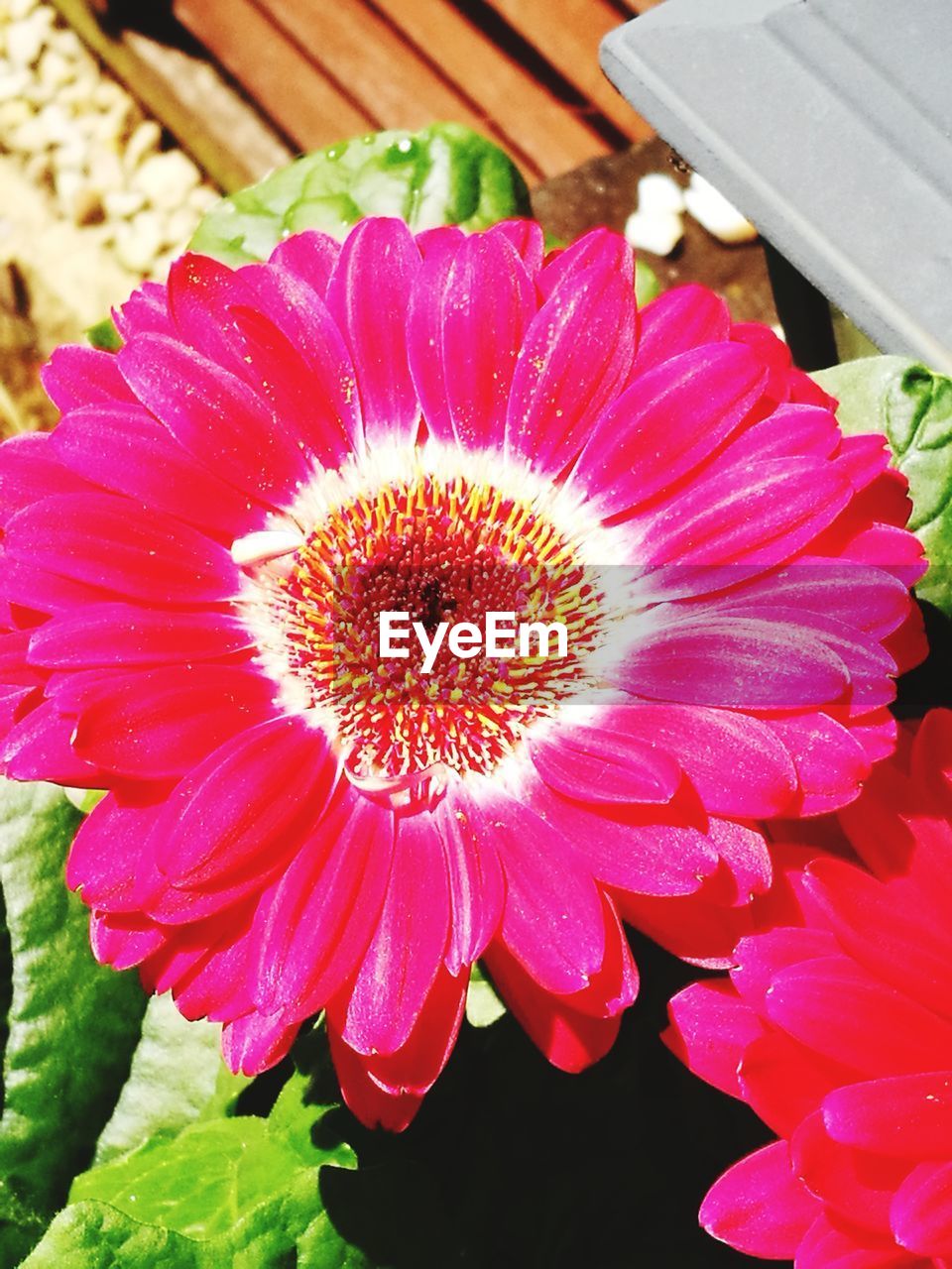 CLOSE-UP OF PINK GERBERA DAISY ON PLANT