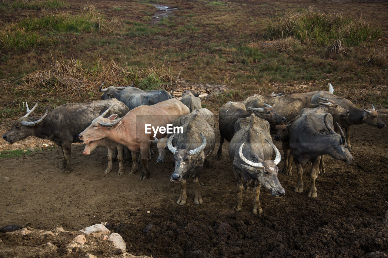 Group of buffalo