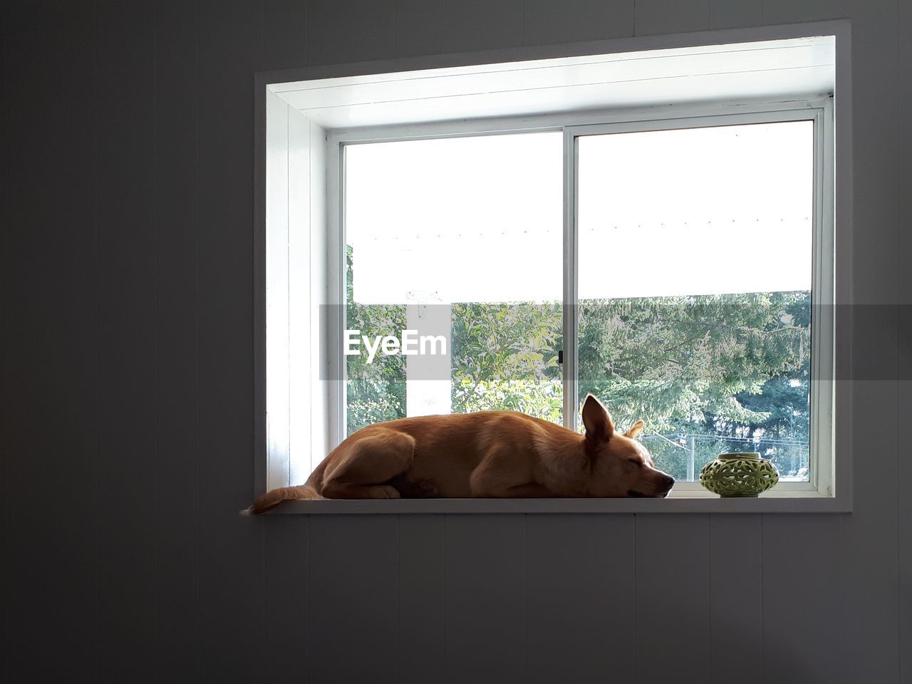 VIEW OF DOG LOOKING THROUGH WINDOW AT HOME