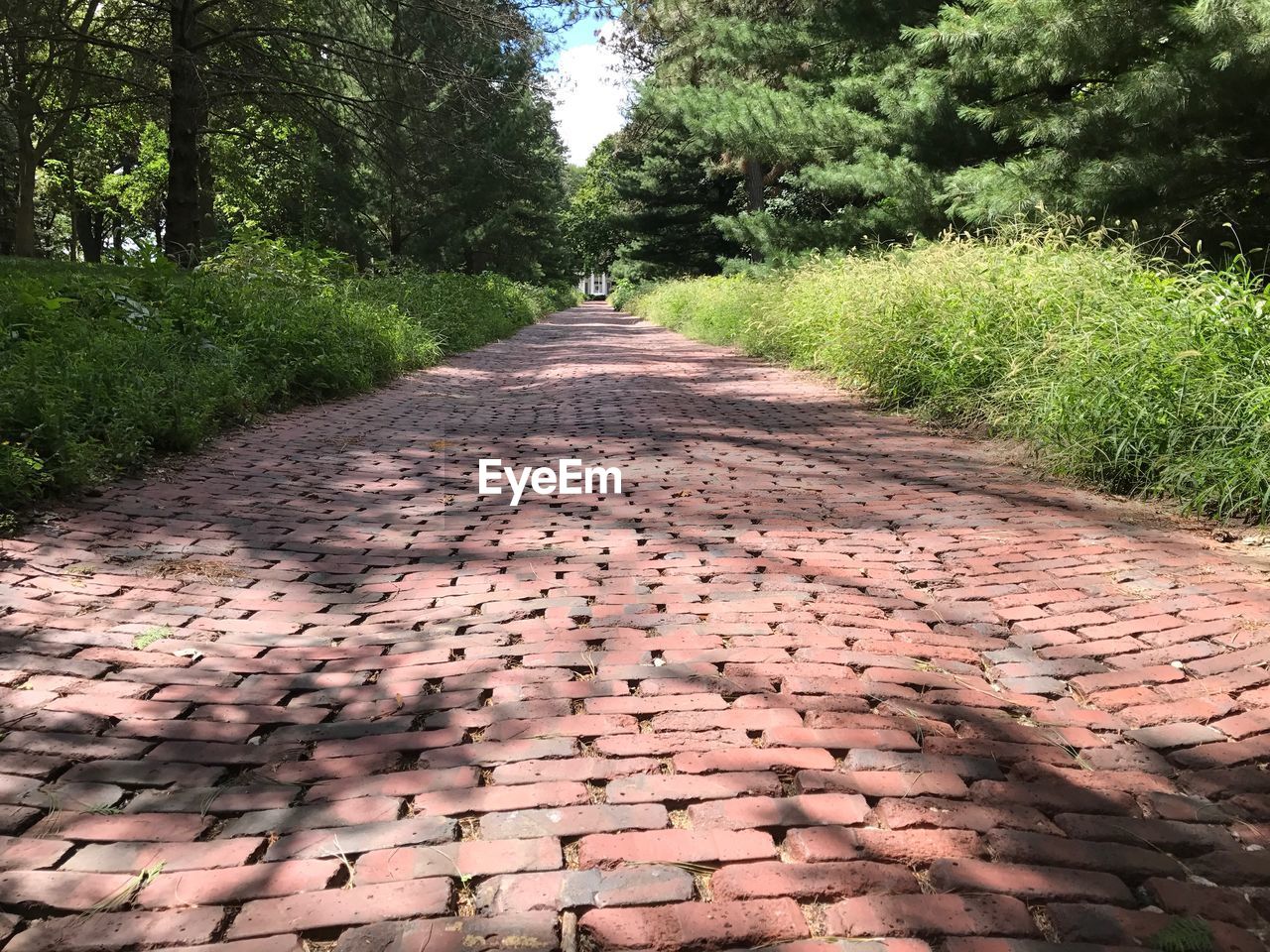 Cobblestone street amidst trees during autumn