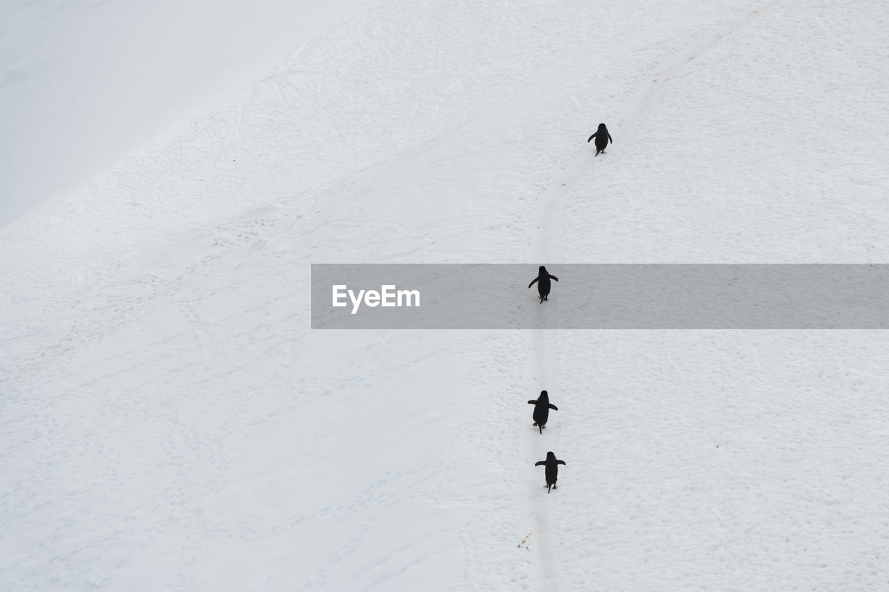 High angle view of penguins on snow covered landscape