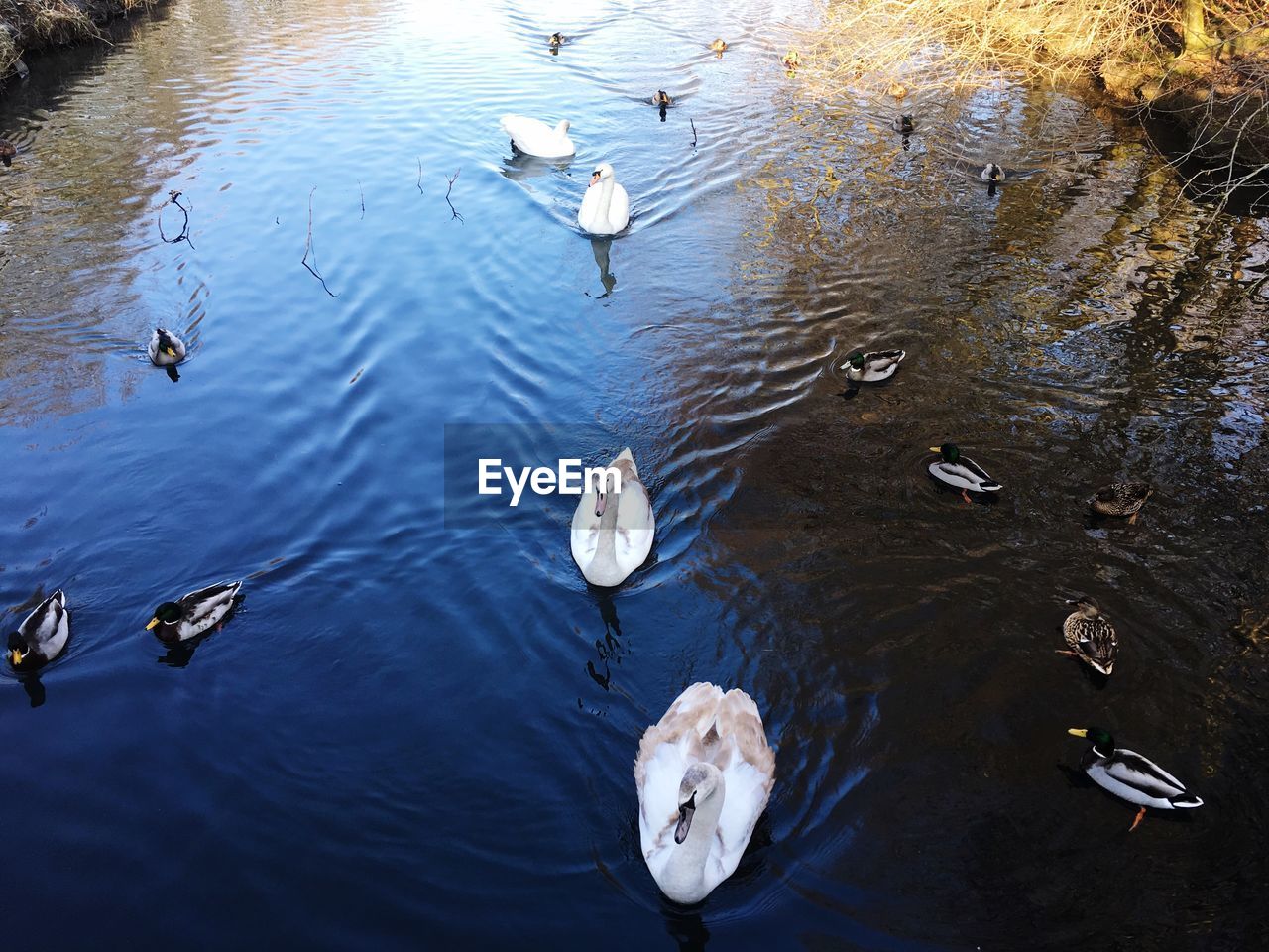 HIGH ANGLE VIEW OF DUCKS FLOATING ON LAKE