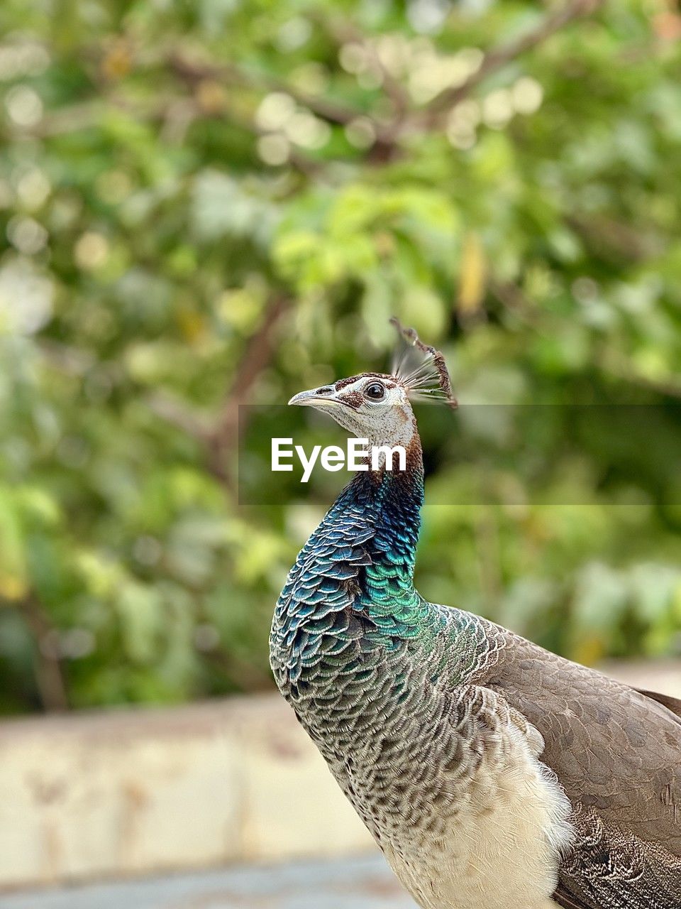 animal themes, animal, bird, one animal, animal wildlife, peacock, wildlife, feather, peacock feather, nature, animal body part, beauty in nature, no people, portrait, focus on foreground, outdoors, day, animal head, multi colored, beak, plant, travel destinations