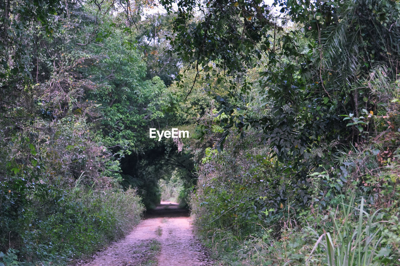 TREES GROWING IN FOREST