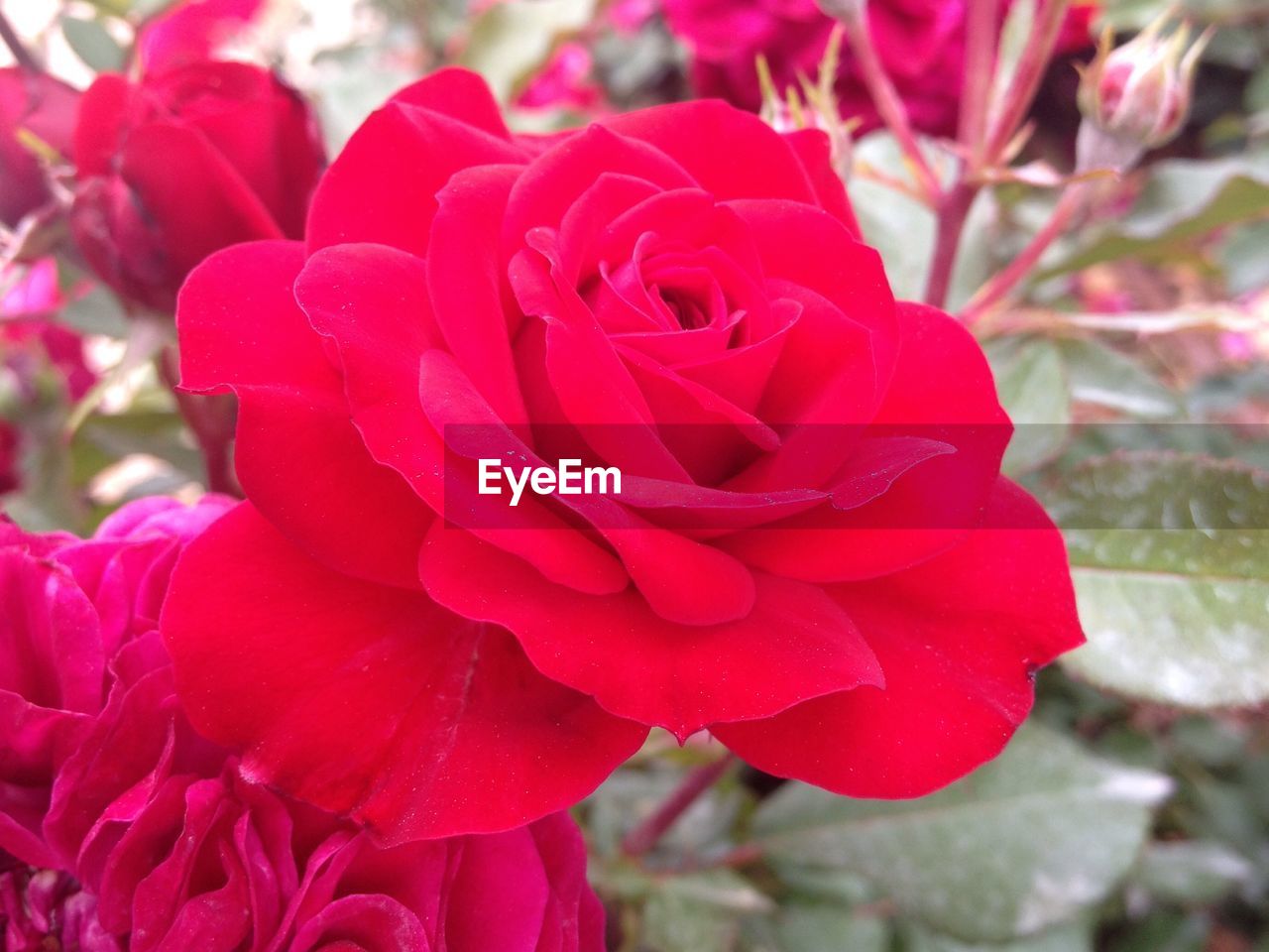 CLOSE-UP OF RED ROSE