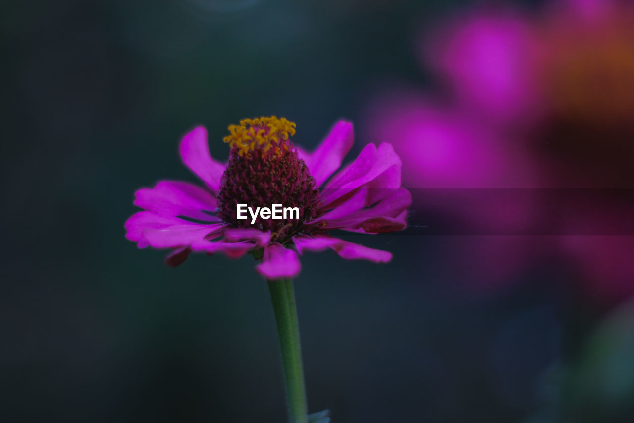 CLOSE-UP OF PURPLE CONEFLOWERS BLOOMING OUTDOORS