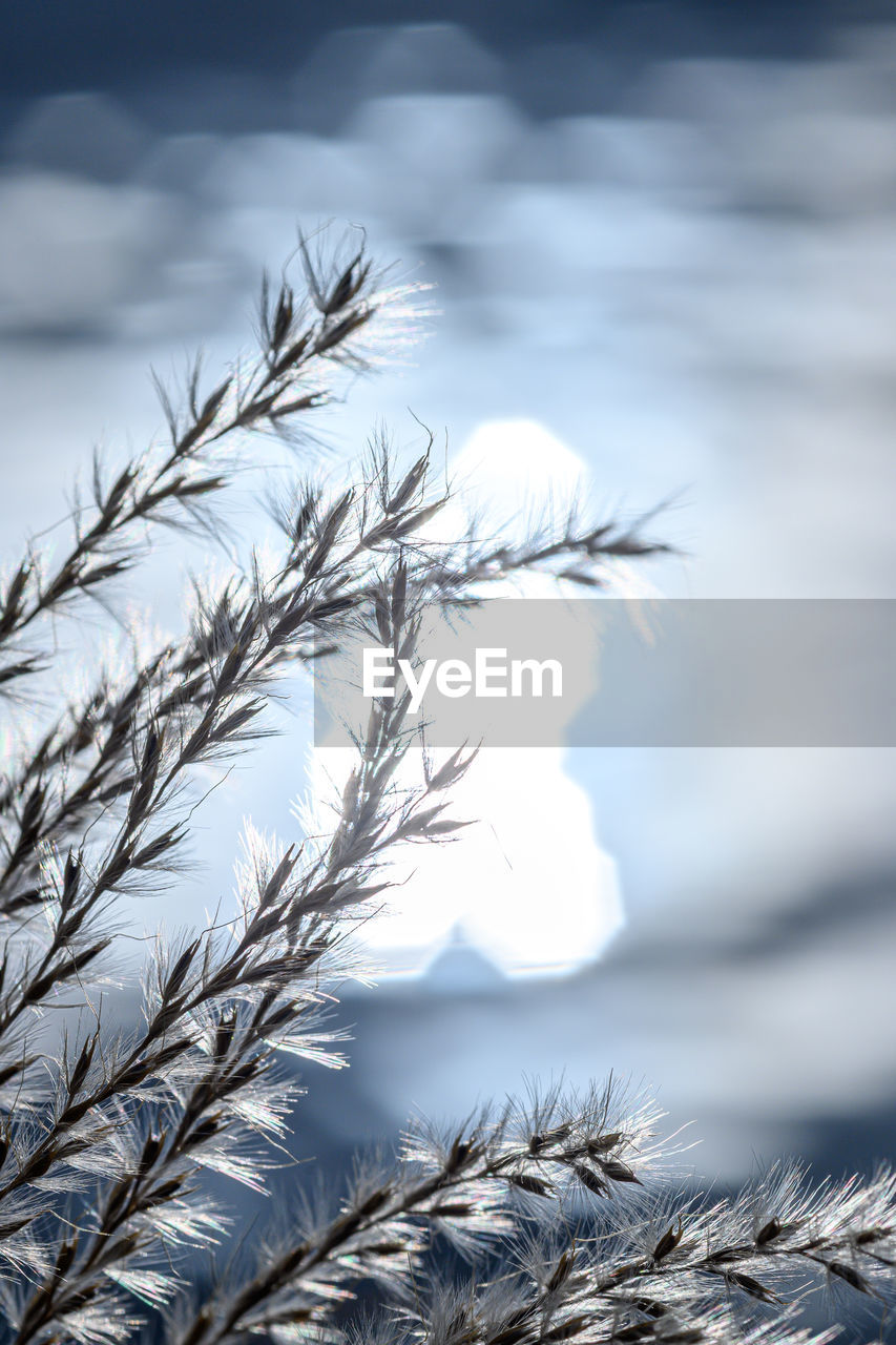CLOSE-UP OF PLANT AGAINST SKY