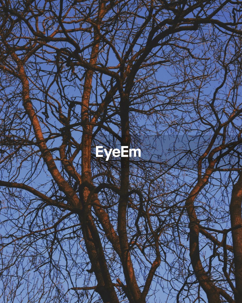 LOW ANGLE VIEW OF BARE TREES AGAINST SKY