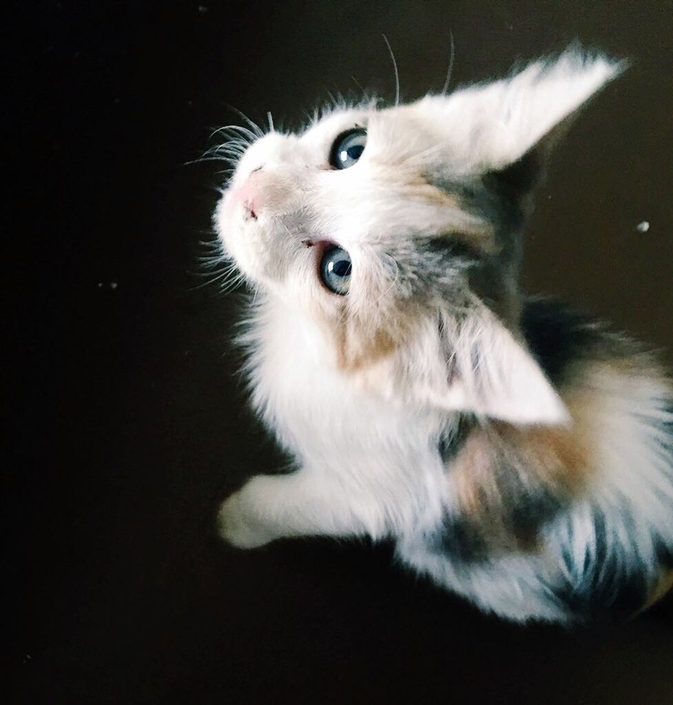 CLOSE-UP OF CAT OVER BLACK BACKGROUND