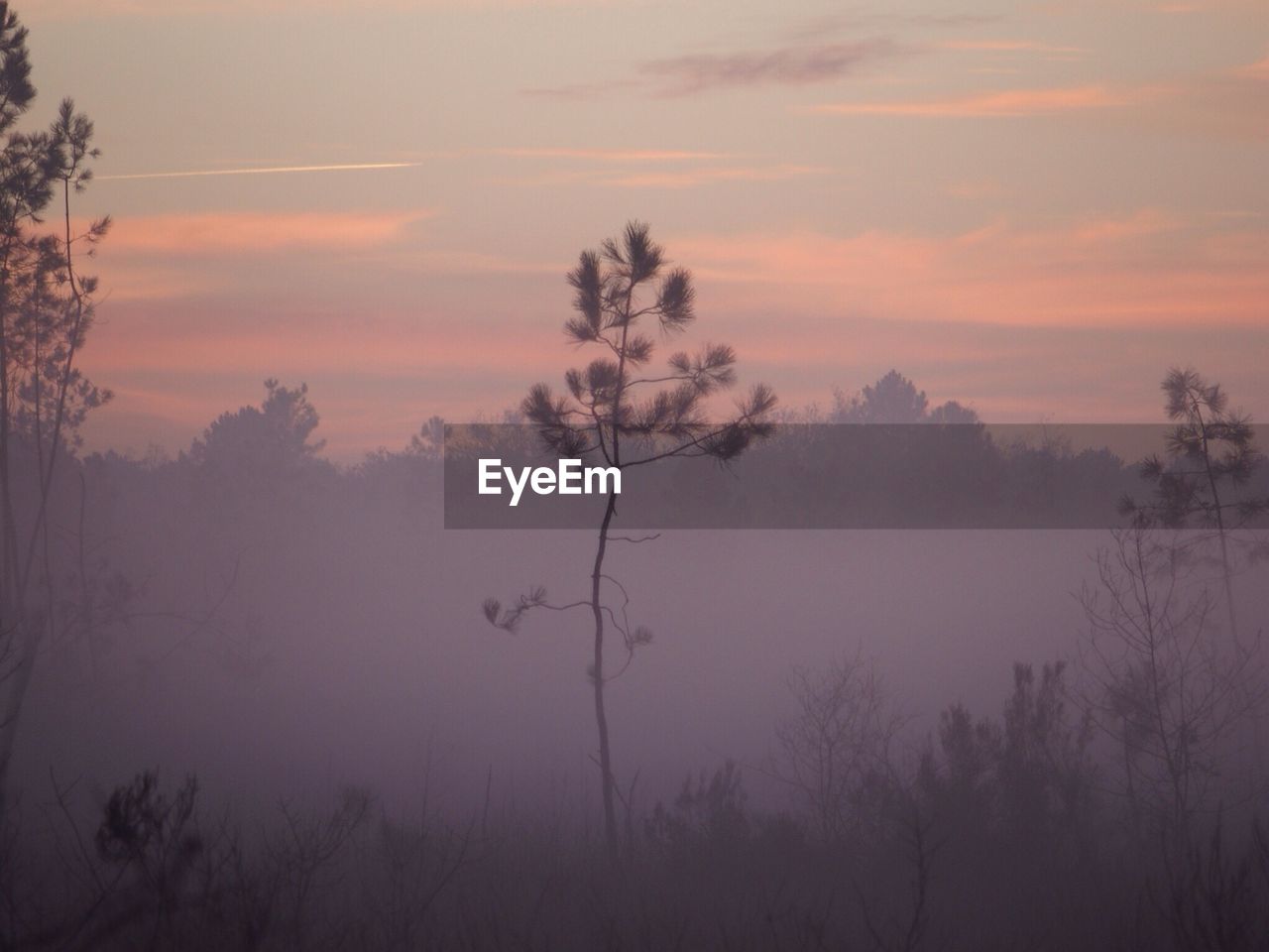 Silhouette trees on landscape against sky during sunset