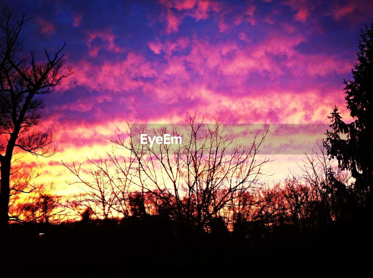 SILHOUETTE OF TREES AT SUNSET