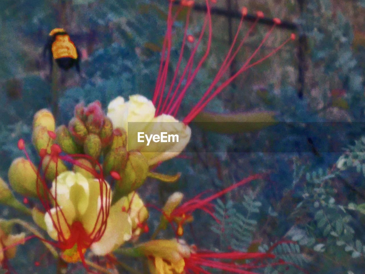 CLOSE-UP OF RED FLOWERS BLOOMING