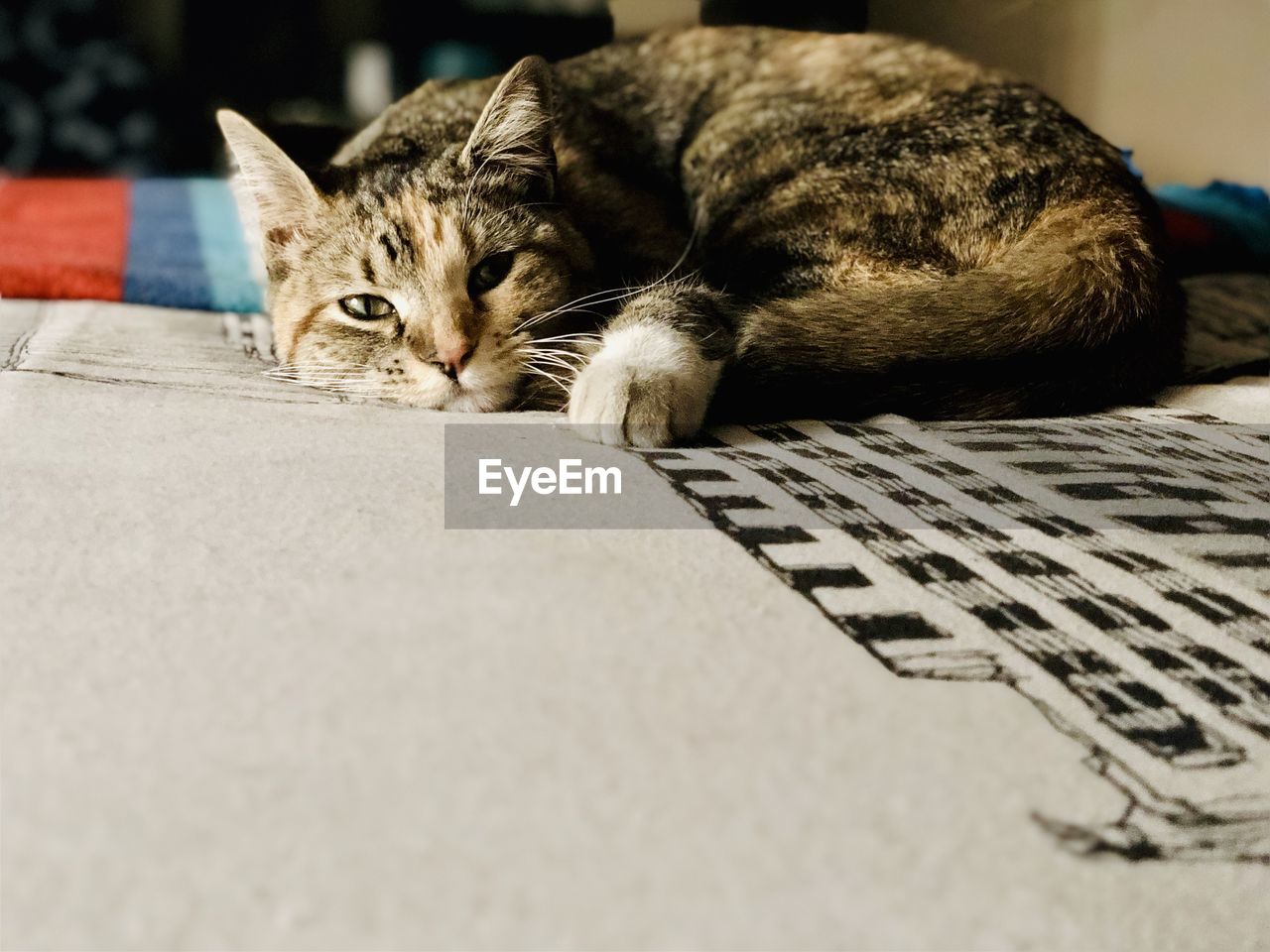 CLOSE-UP PORTRAIT OF A CAT