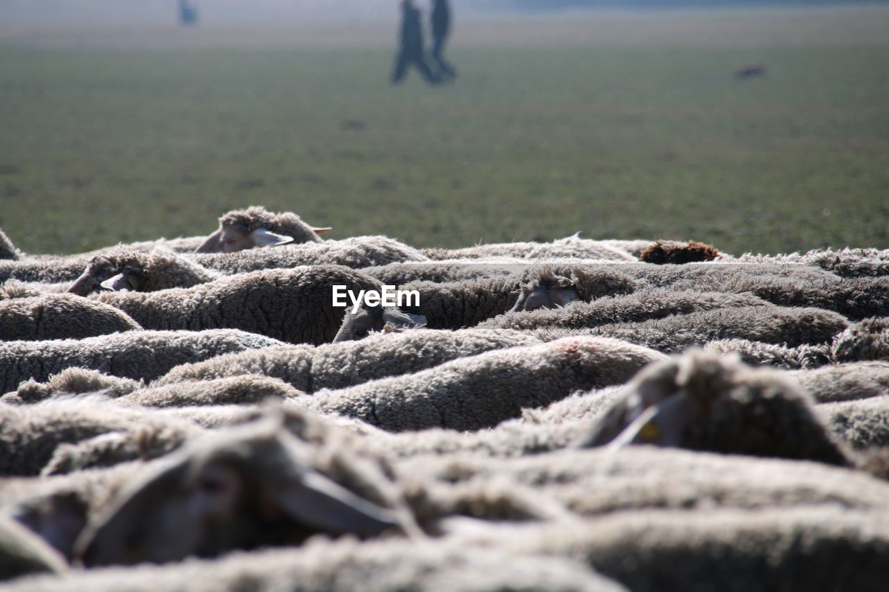 Close-up of sheep 