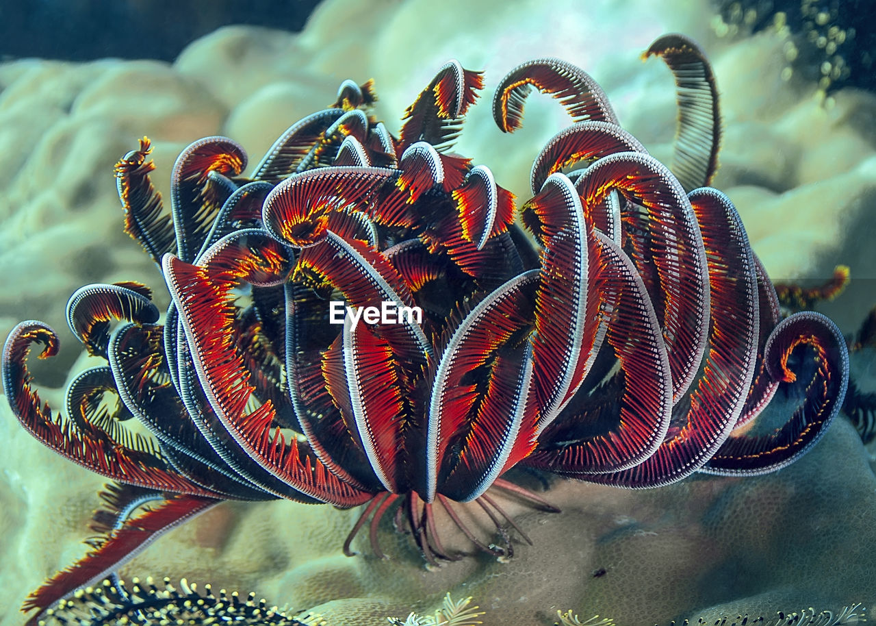 A bright sea lily caught on the hard coral. it has a beautiful red feathers with yellow tips.