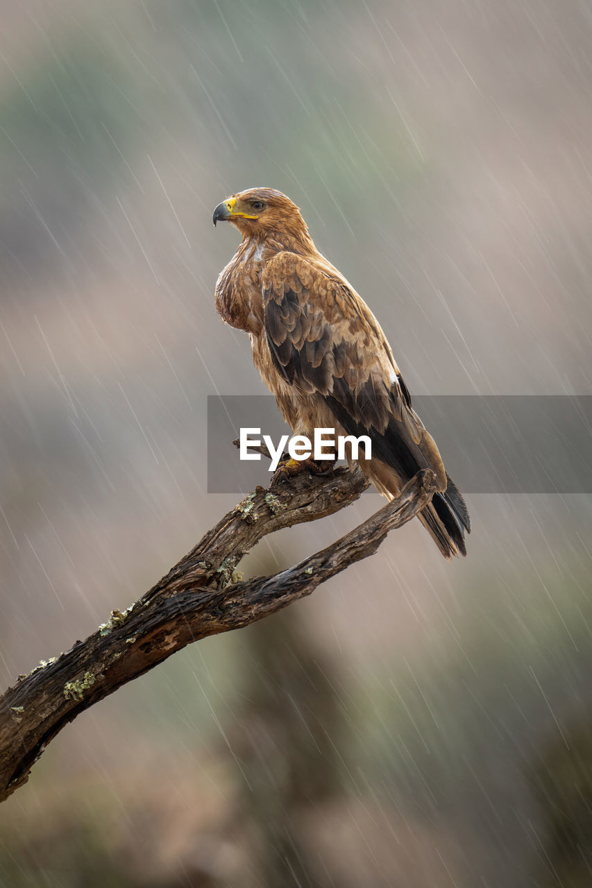 Tawny eagle in profile on wet branch