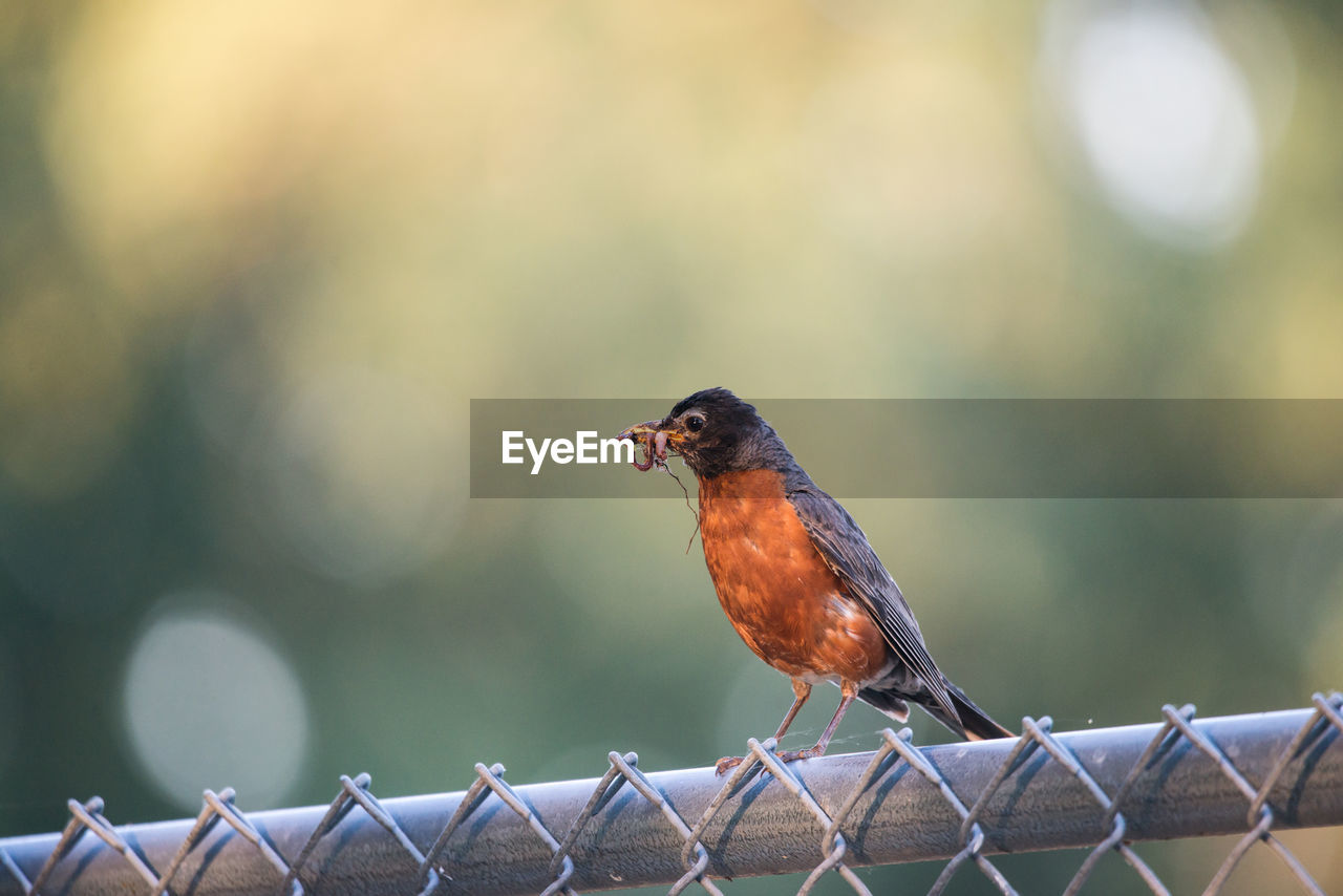 bird, animal themes, animal, animal wildlife, fence, one animal, nature, wildlife, beak, focus on foreground, perching, branch, close-up, robin, selective focus, songbird, no people, sunbeam, day, full length, outdoors, metal, chainlink fence, multi colored, railing, protection, copy space, side view, sunlight, portrait, security, standing, beauty in nature, environment, surface level, orange color, looking at camera
