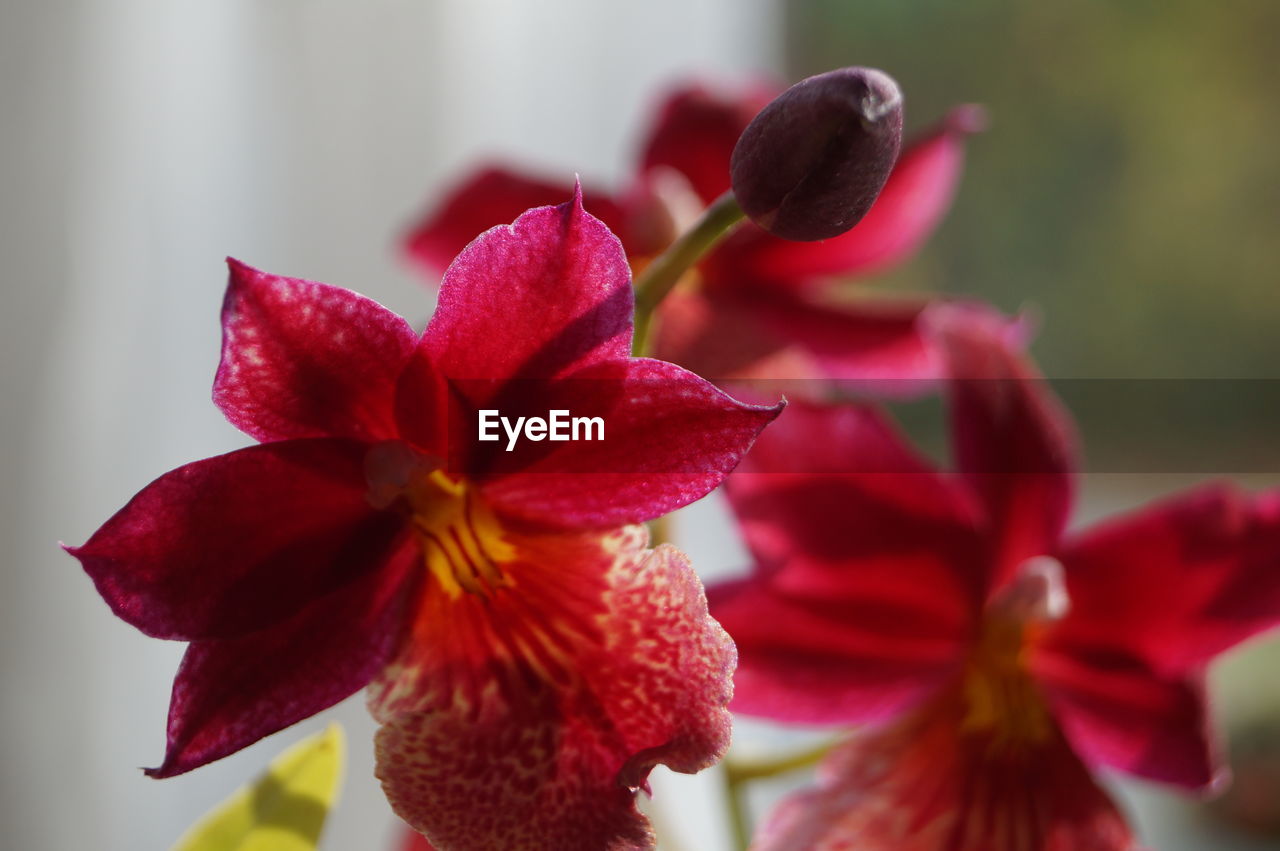 Close-up of red flowering plant