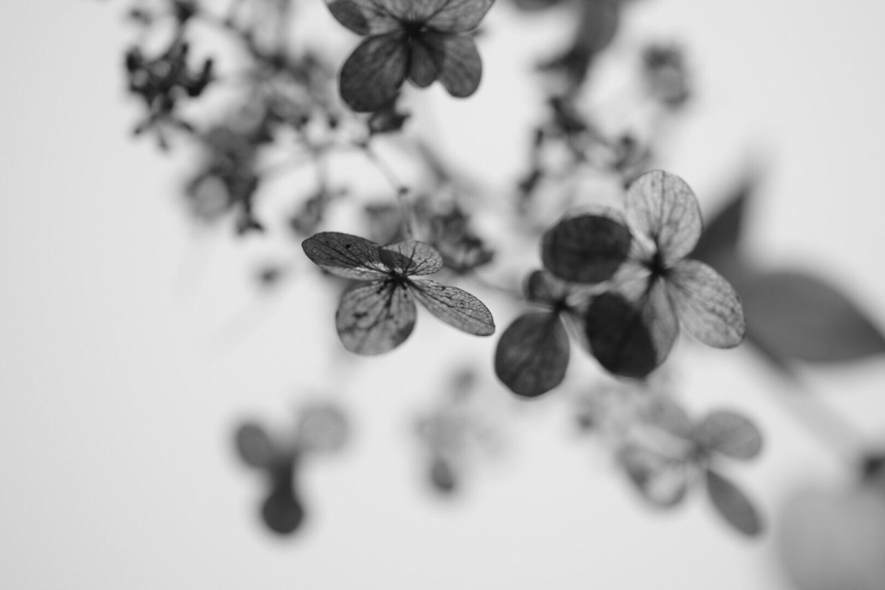 CLOSE-UP OF PLANT