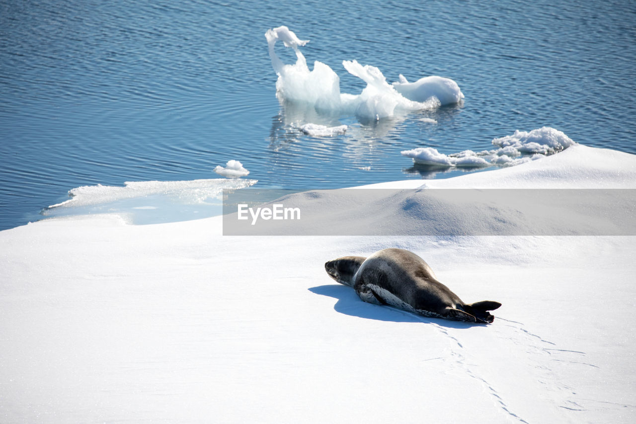 HIGH ANGLE VIEW OF ANIMAL IN SEA
