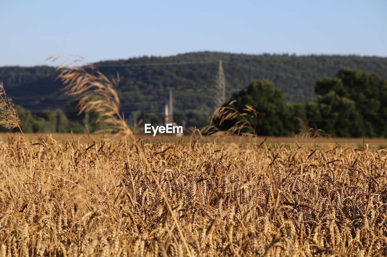 Close-up of hay bales on field against clear sky