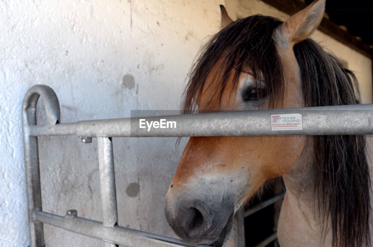 CLOSE-UP OF HORSE WITH CAT