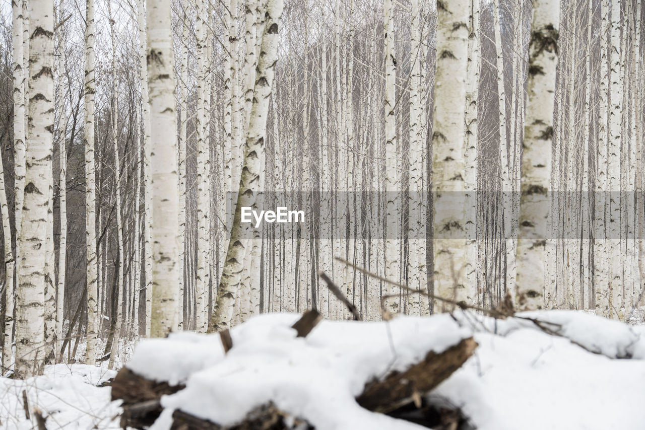 Snow covered trees on landscape