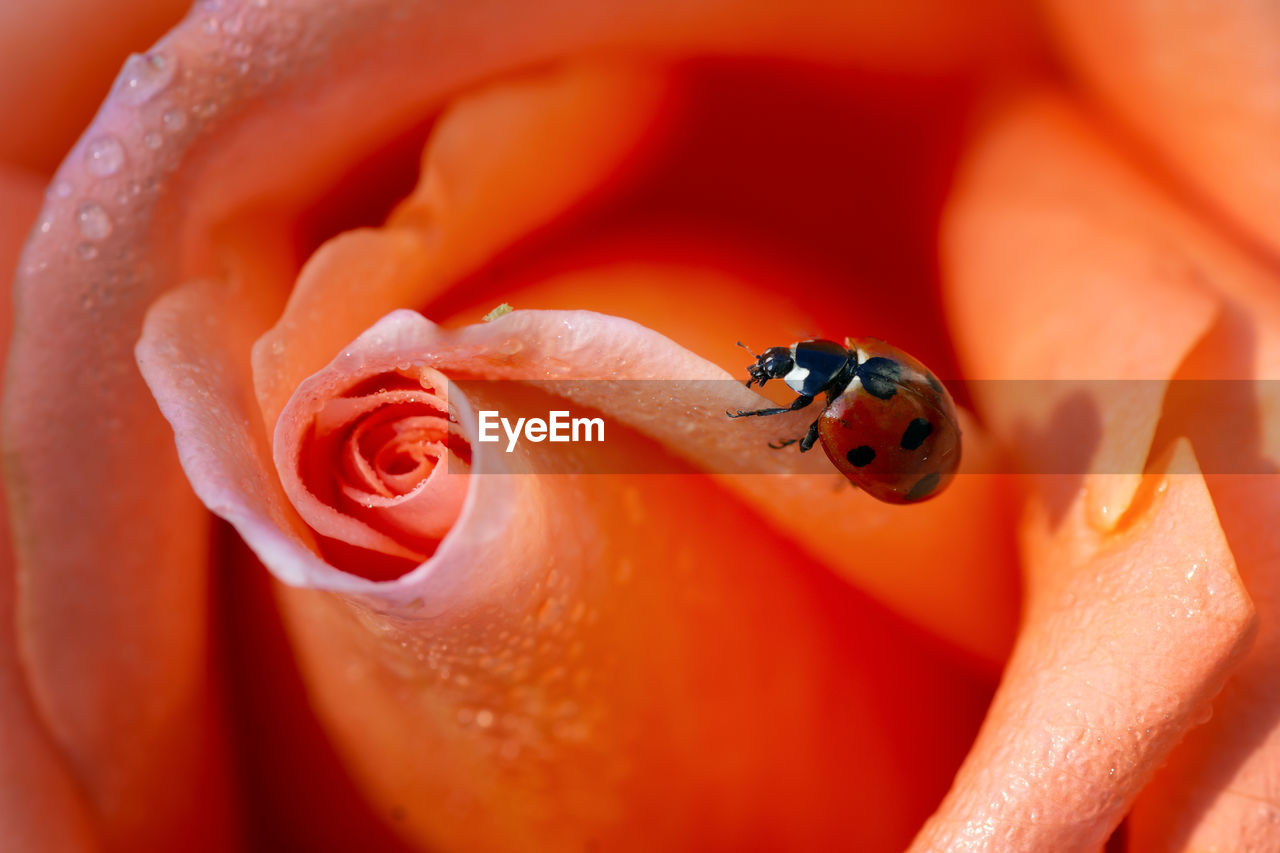 Close-up of ladybug on red flower