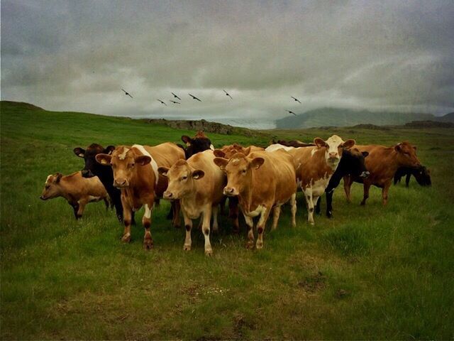 HORSES GRAZING ON GRASSY FIELD AGAINST CLOUDY SKY