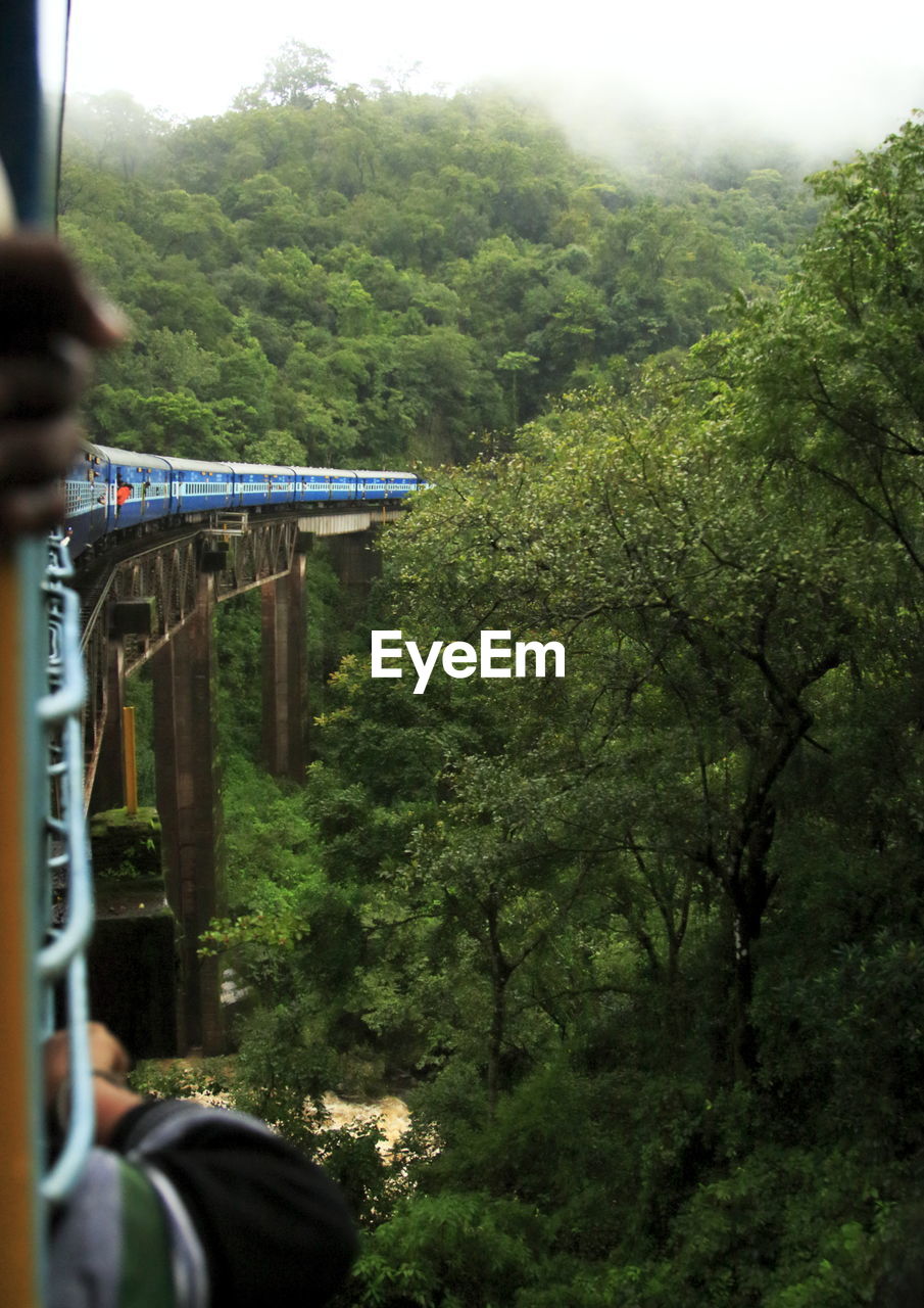 Train moving on bridge by trees